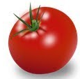 Tomato- टमाटर (Tamatar)